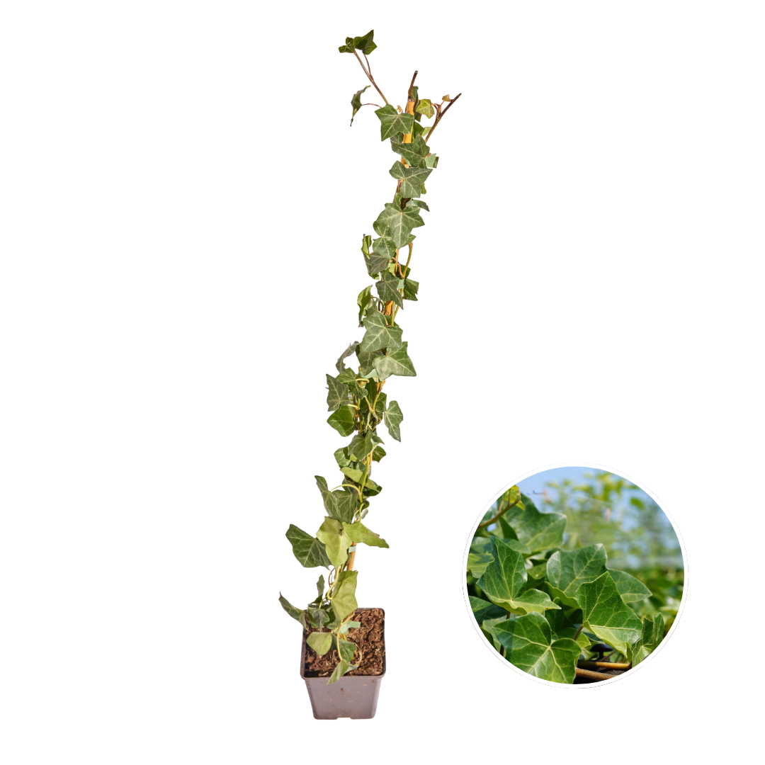 Hedera Hibernica - Efeu - gestäbt - ↨80 - 100 cm - Pflanzfix24.de - Pflanzfix24.de