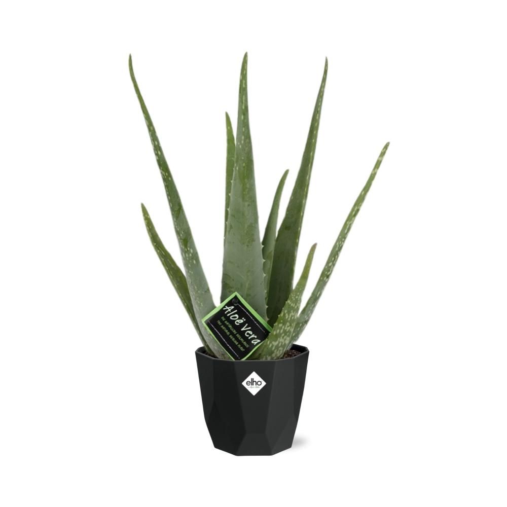 Aloe Vera 12cm in 14cm b.for rock living black - Pflanzfix24