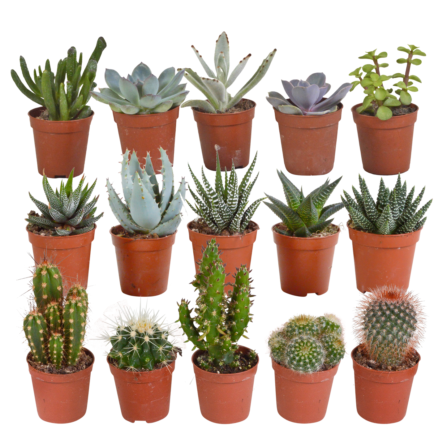 Cactus en vetplanten Mischung 5,5 cm | 15 stück - zonder pot bei Pflanzfix24.de - Pflanzfix24.de