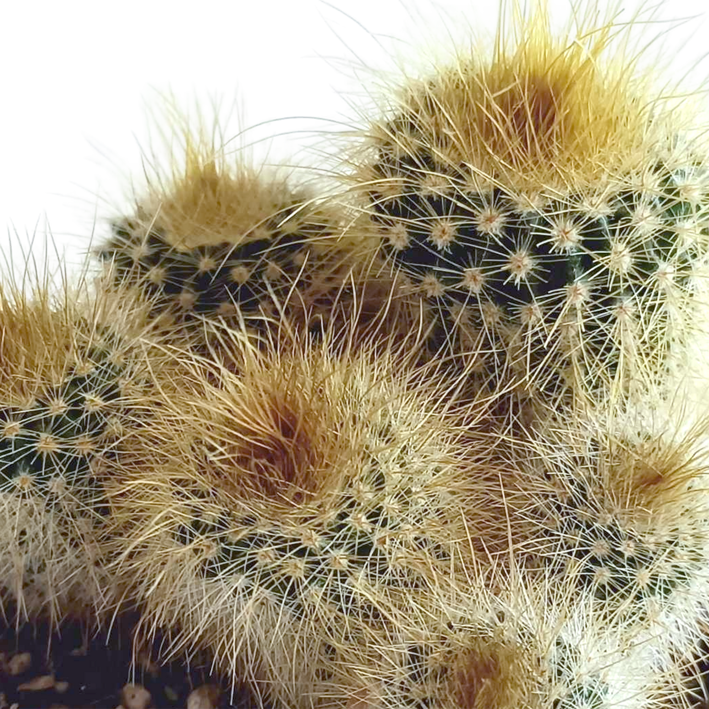 Kakteenmischung 5,5 cm - 5x - in Mexicaanse pot - Pflanzfix24.de - Pflanzfix24.de