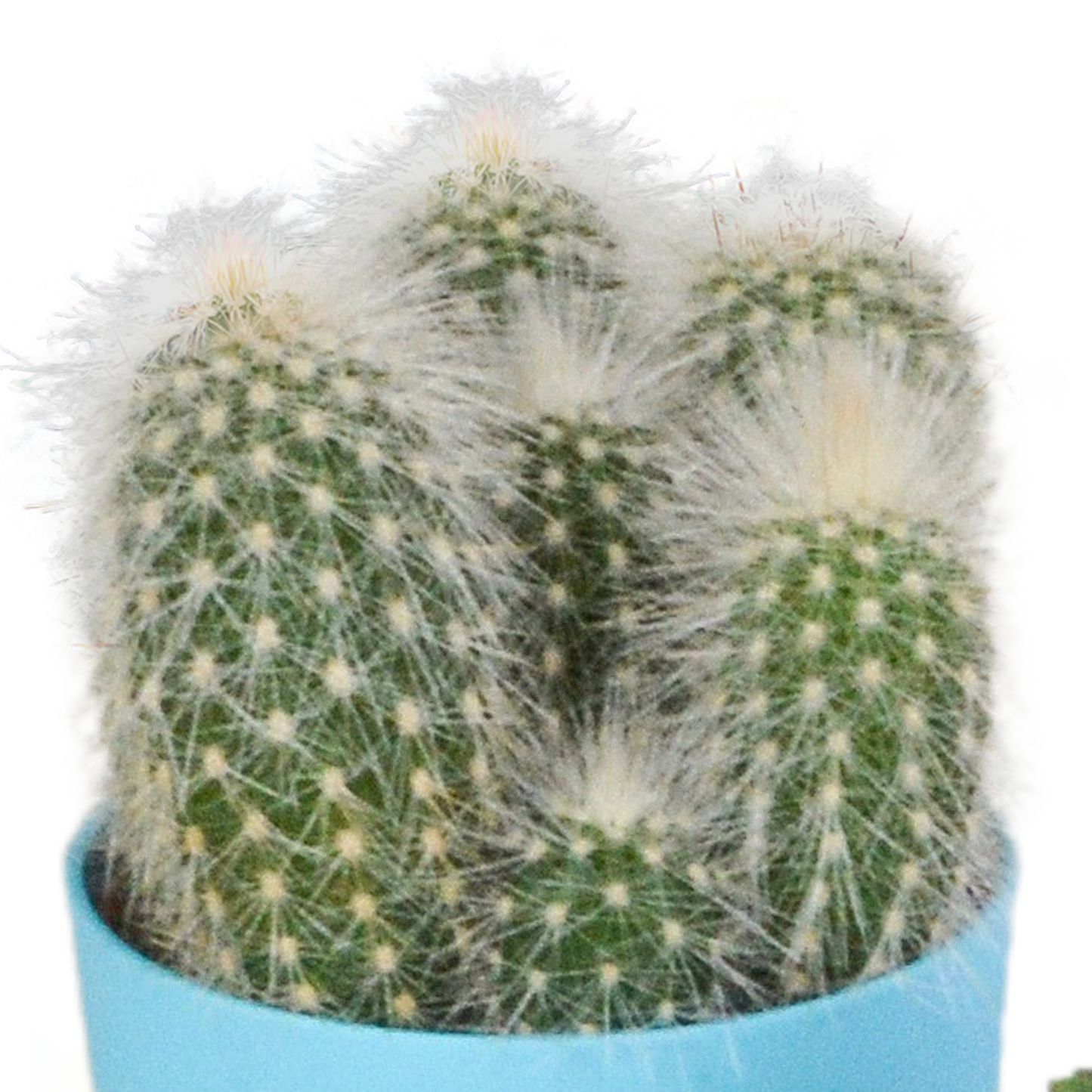 Kakteenmischung 5,5 cm - 5x - in gekleurde plasticpot - Pflanzfix24.de - Pflanzfix24.de