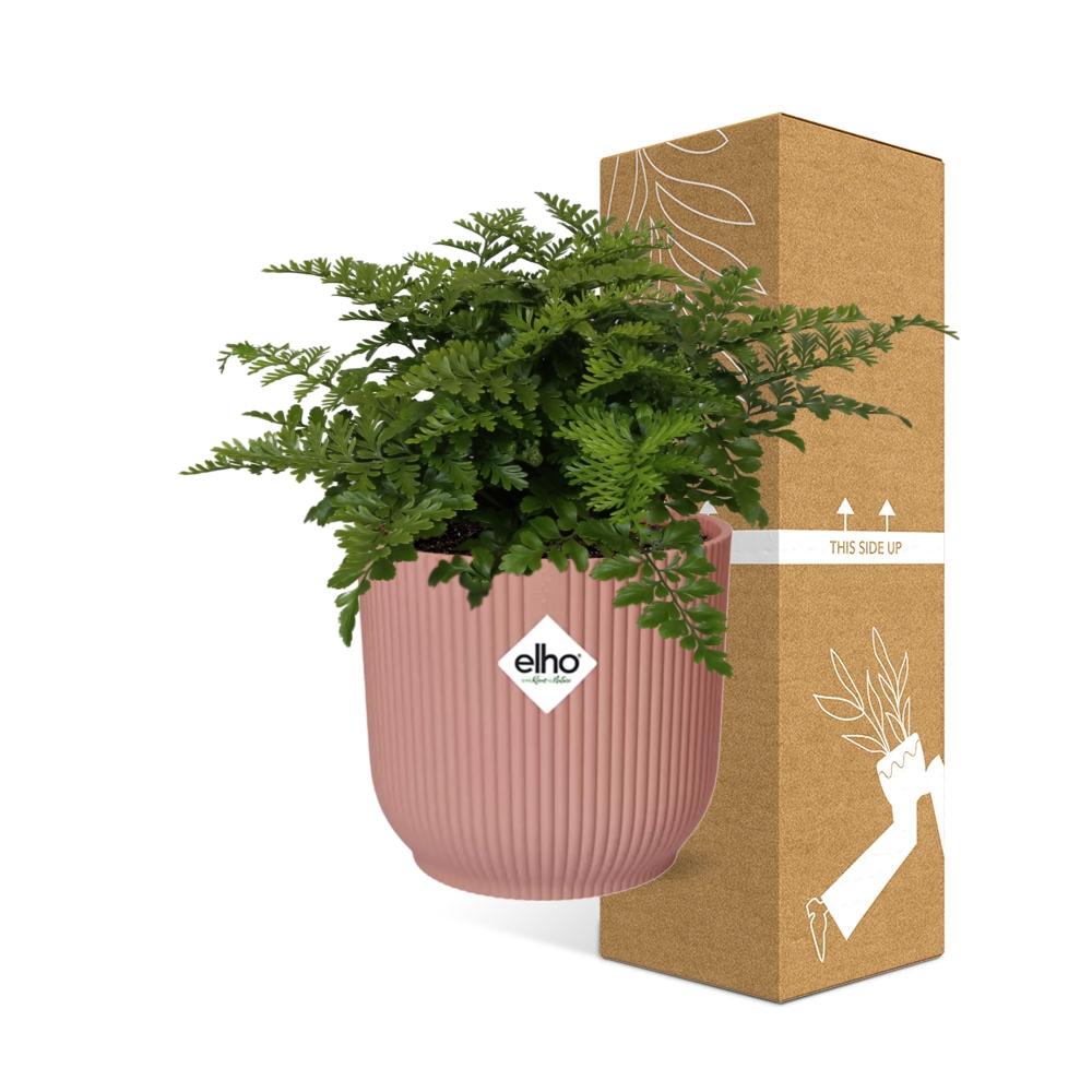 Asplenium Parvati in ELHO Vibes Fold 14cm – Farnkraut | Pflanzfix24