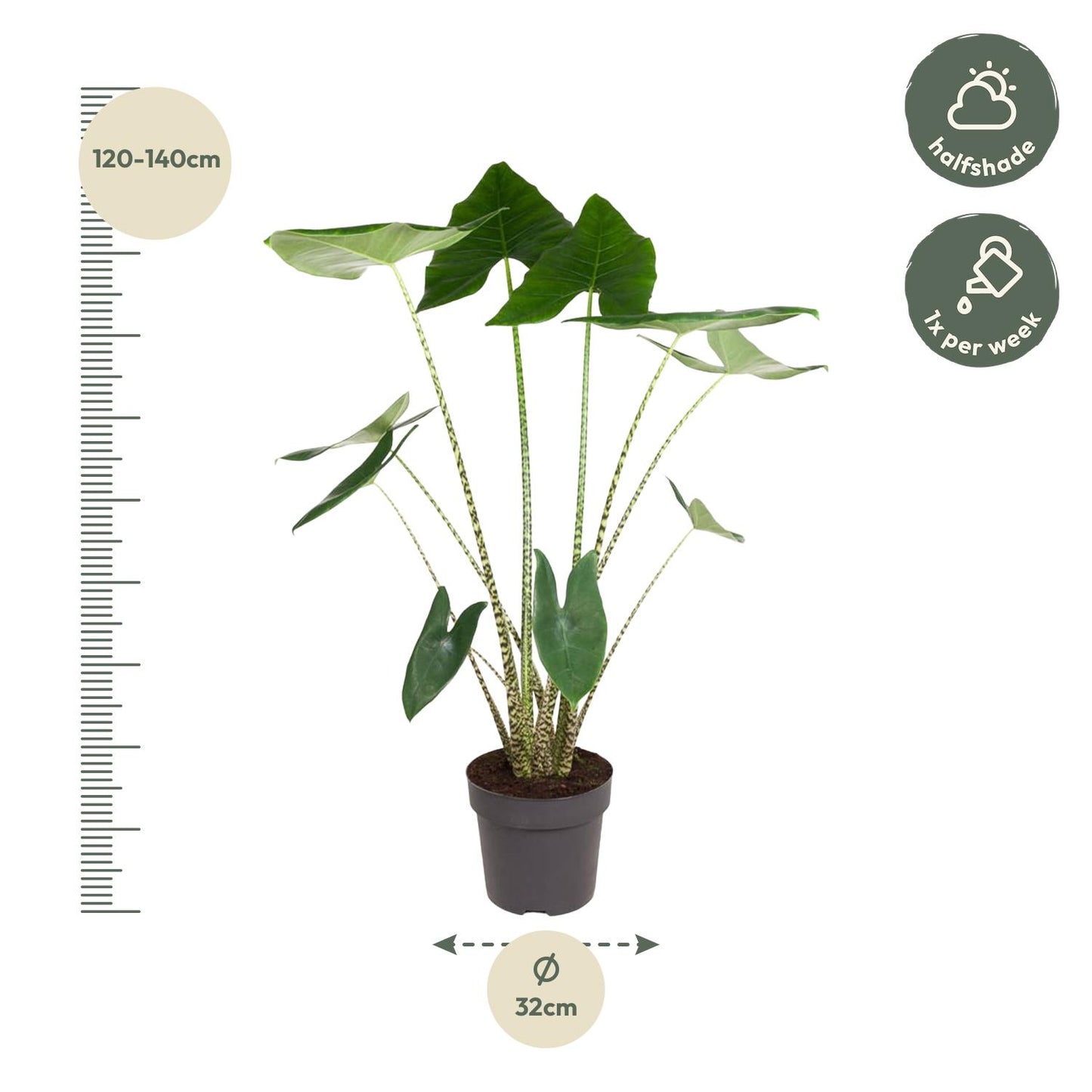 Alocasia Zebrina - 130 cm - ø32 bei Pflanzfix24.de - Pflanzfix24.de