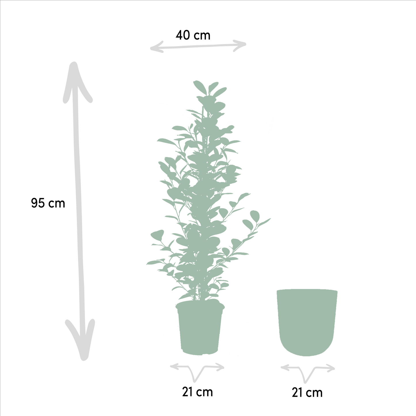 Ficus Microcarpa Moclame - Ø21cm - Pflanzfix24.de - Pflanzfix24.de