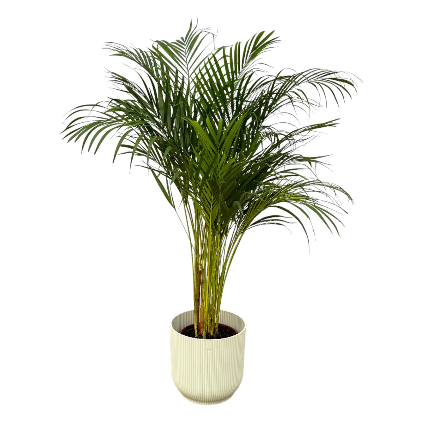 Areca Palm - 130cm - Ø24cm inkl. elho Vibes Fold Round weiß D30xH27 - Pflanzfix24.de - Pflanzfix24.de