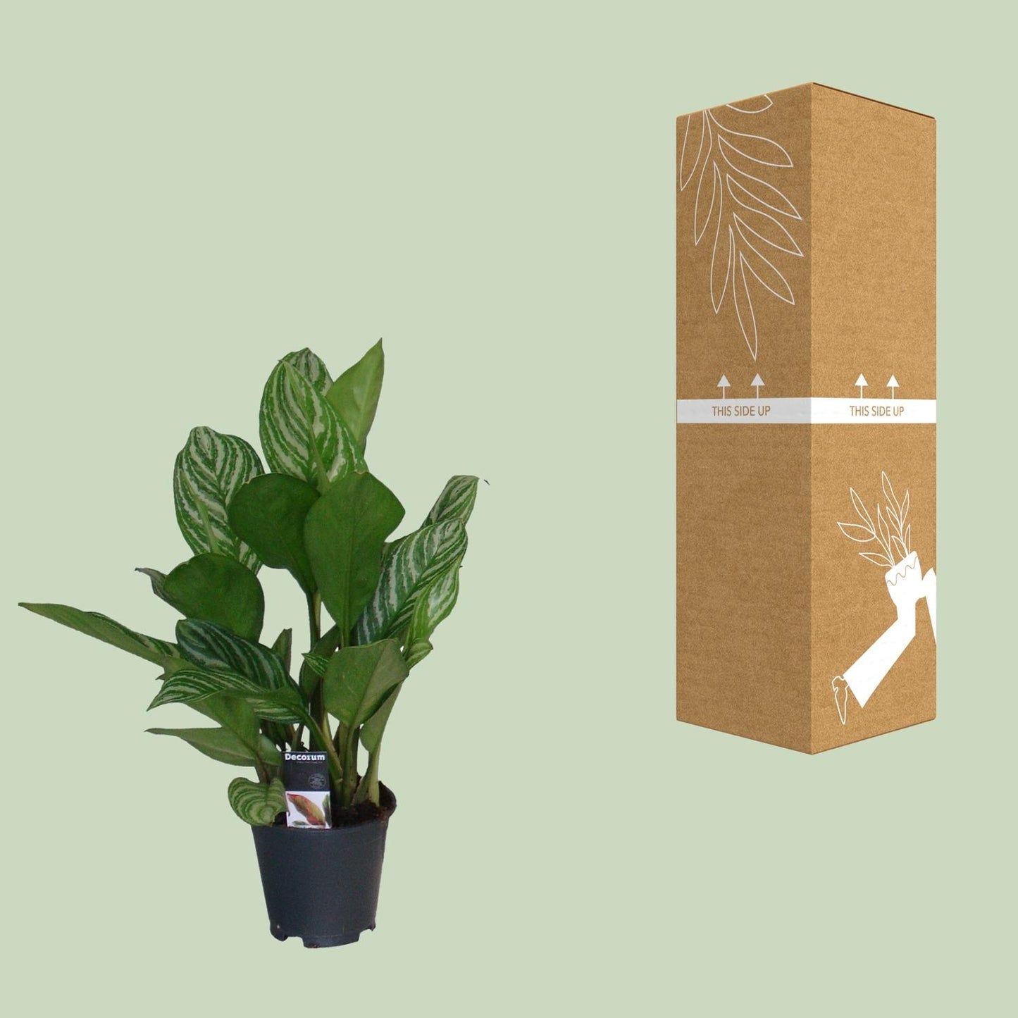 Aglaonema Stripes - Ø17cm - ↕60cm - Pflanzfix24
