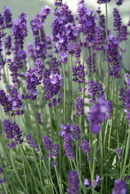12x Lavandula 'Dwarf Blue' – Duft-Lavendel Set | Pflanzfix24