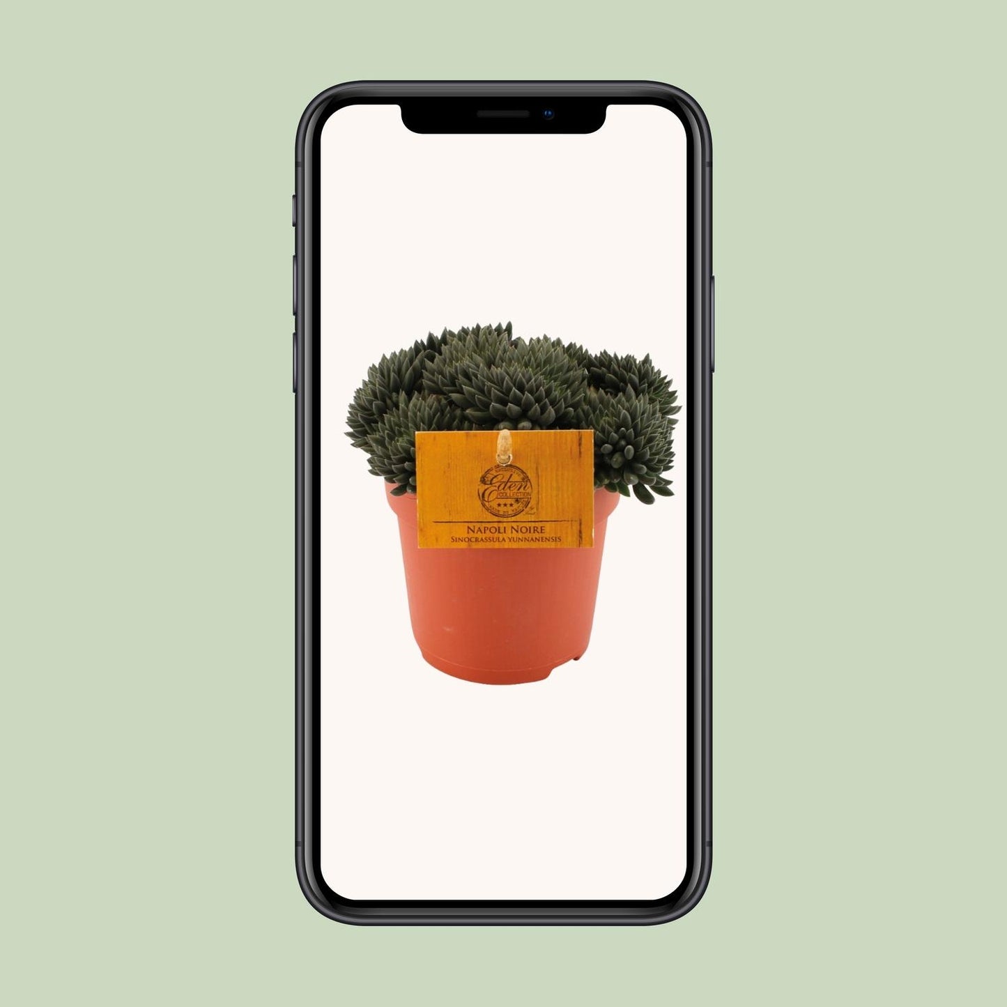 Sinocrassula Yunnanensis - Ø10,5 ↕15 - Pflanzfix24
