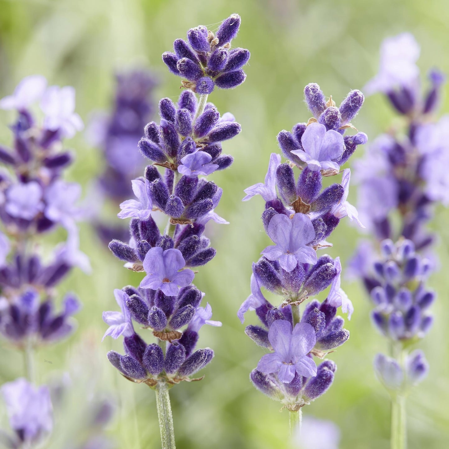 12x Lavandula 'Hidcote' – Blühender Lavendel | Pflanzfix24.de - Pflanzfix24.de