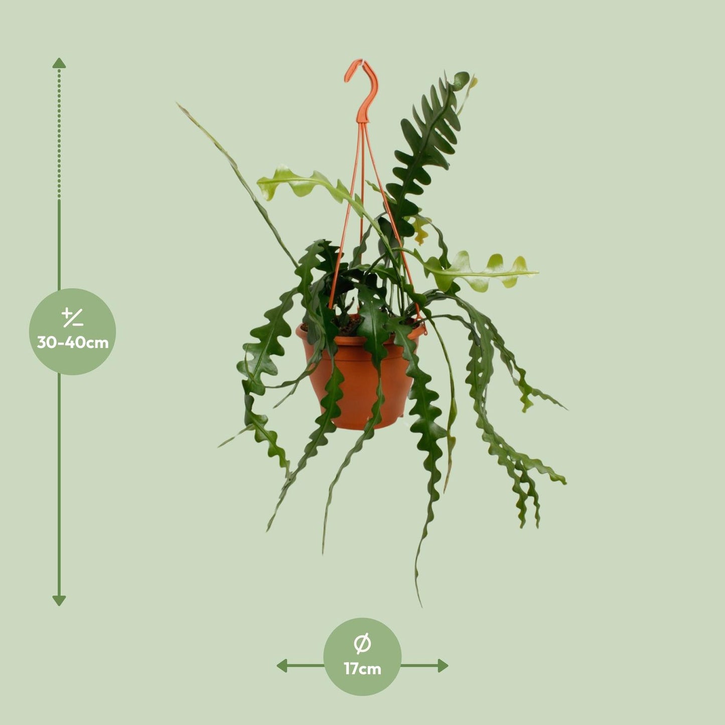 Epiphyllum Anguliger - pflanzfix24