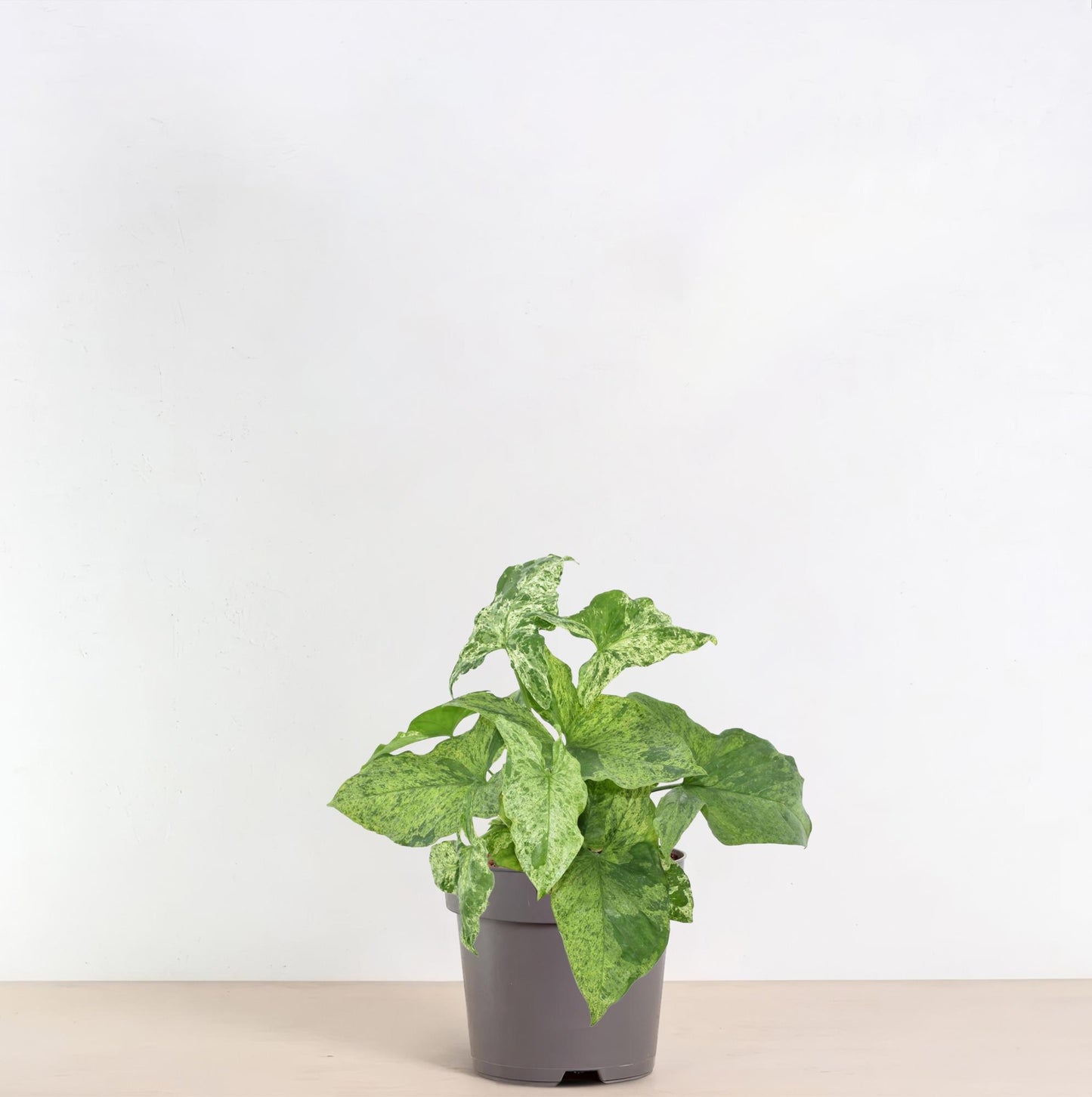 Syngonium Mottled Ø12cm – marmorierte Zimmerpflanze bei Pflanzfix24.de - Pflanzfix24.de