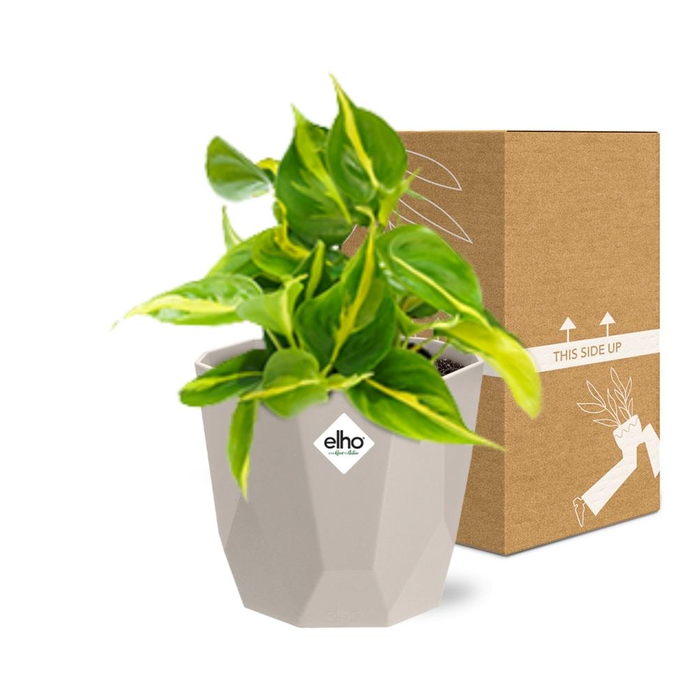 Philodendron Scandens ‘Brasil’ in ELHO b.for rock 14 cm warm grey - Pflanzfix24