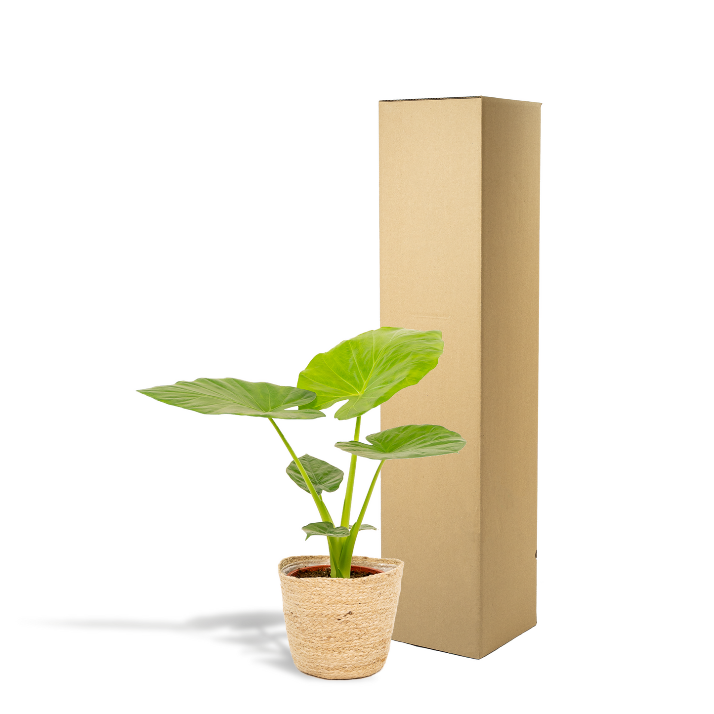 Alocasia Macrorrhiza - Ø19cm - ↕70cm + Korb Selin - Pflanzfix24.de - Pflanzfix24.de