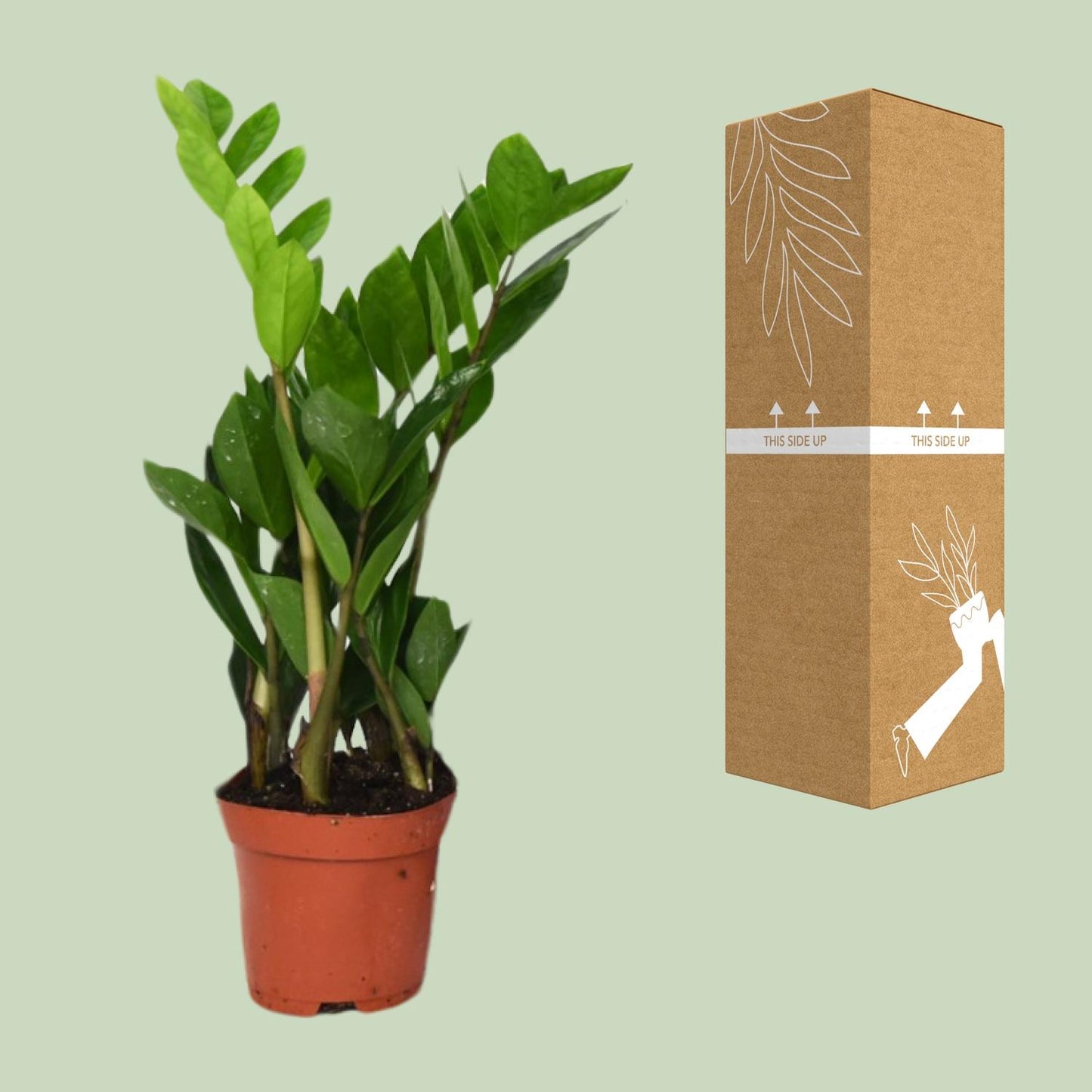 Zamioculcas Zamiifolia Ø12cm, 40cm – Pflegeleichte ZZ-Pflanze | Pflanzfix24.de - Pflanzfix24.de