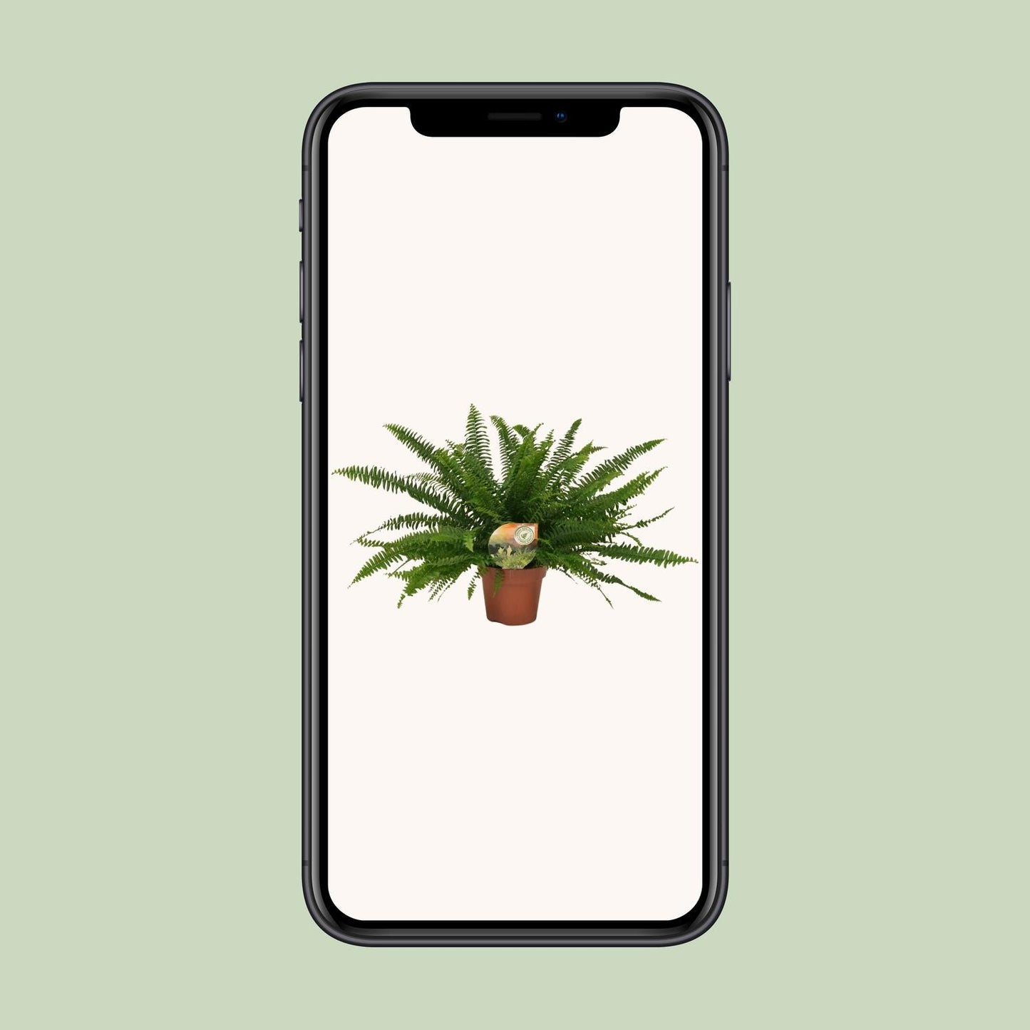 Nephrolepis „Grüne Dame“ Boston-Farn Ø17cm | Pflanzfix24.de - Pflanzfix24.de