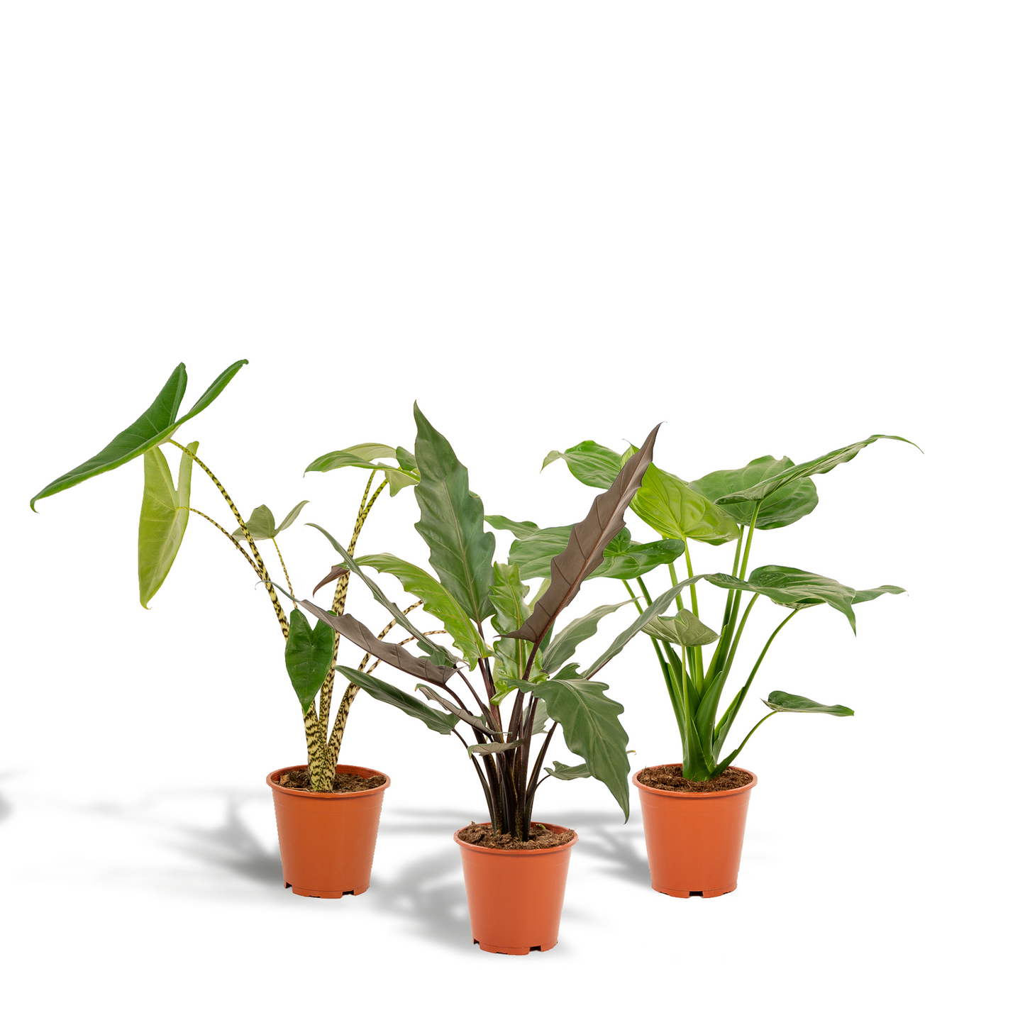 Alocasia Zebrina + Alocasia Cucullata + Alocasia Lauterbachiana - Set - Pflanzfix24.de - Pflanzfix24.de