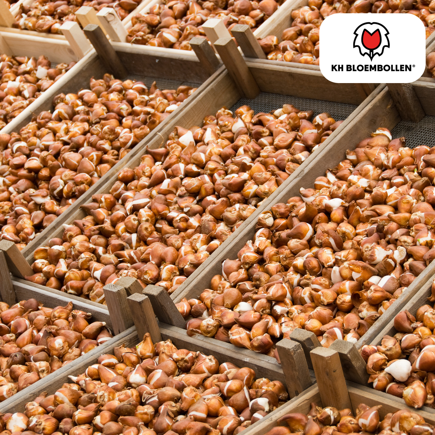 Tulpenbollen Ile de France – 20 Stuks | KH Bloembollen® - Pflanzfix24