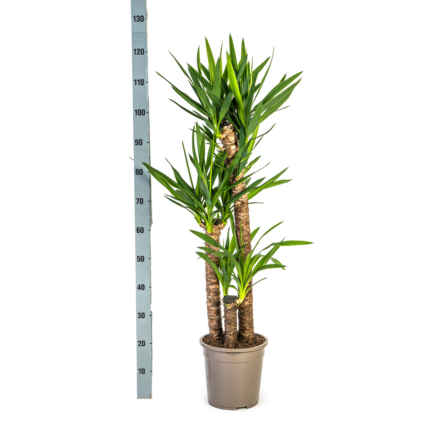 Yucca Elephantipes Ø24cm | Zimmerpflanze 120-140cm – Pflanzfix24.de - Pflanzfix24.de