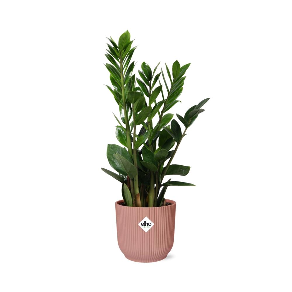 Zamioculcas ZZ-Pflanze 45–50 cm im rosa Elho-Topf – pflanzfix24