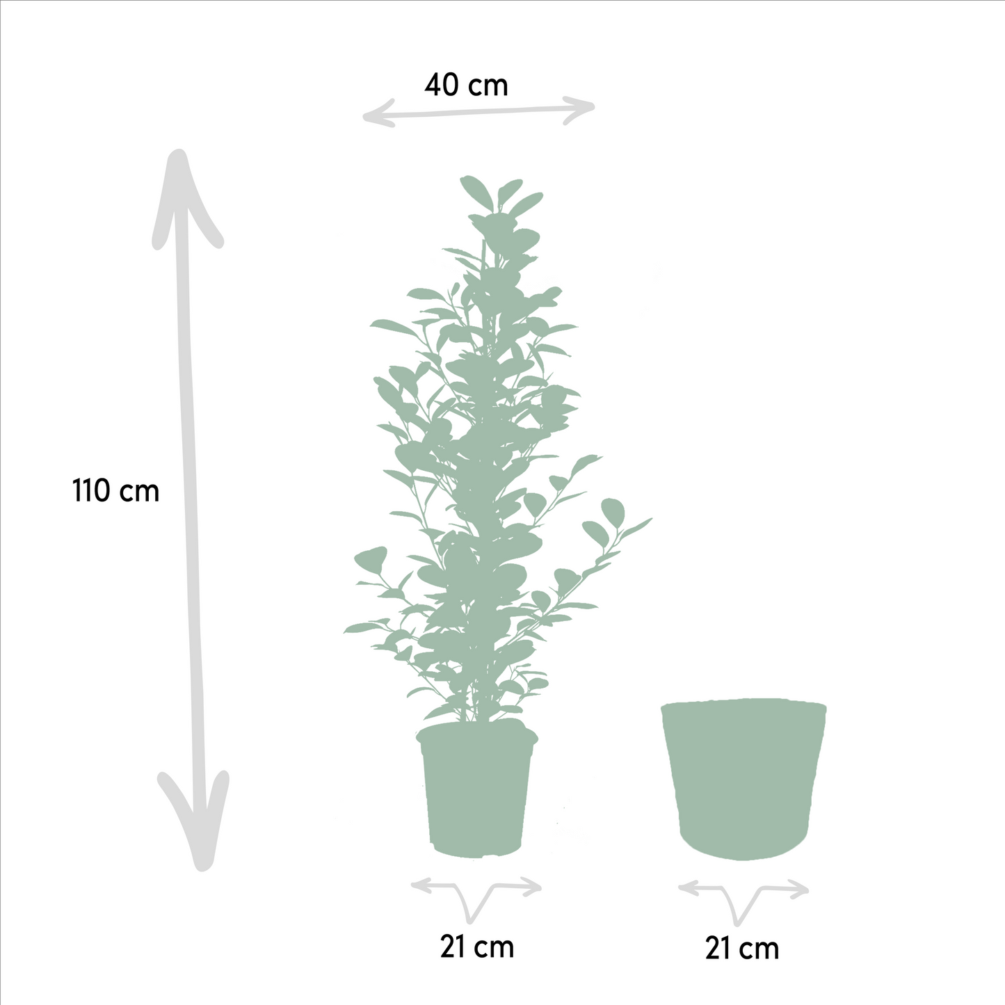 Ficus Zimmerpflanzen-Set - Ø21cm - ↕95cm + Korb Selin - Pflanzfix24