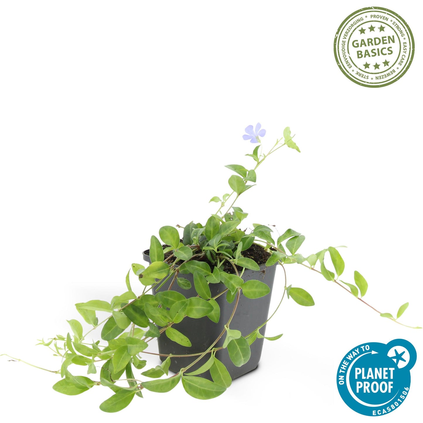 12x Vinca minor 'La Grave' Bodendecker 10-25cm Ø9cm | Pflanzfix24