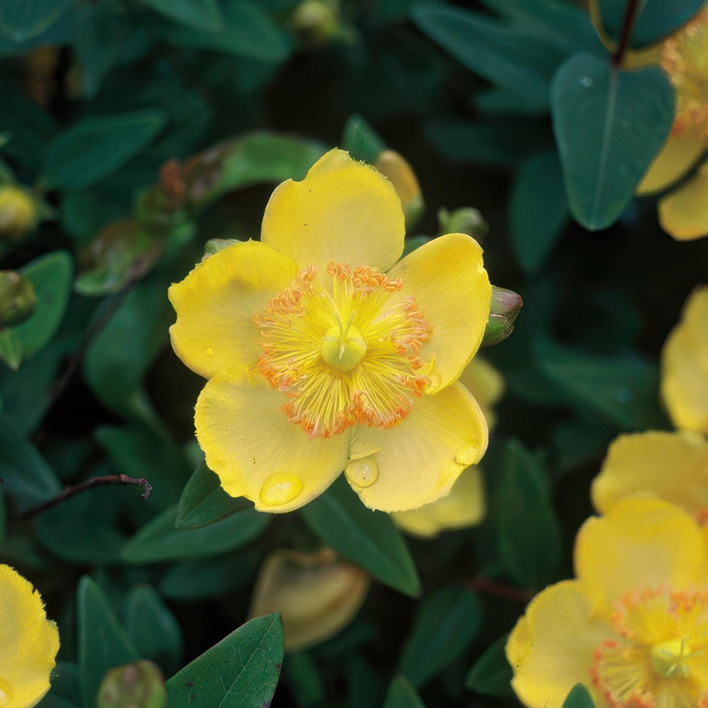 12x Hypericum calycinum Ø9cm | Gelbe Blüten Bodendecker | Pflanzfix24.de - Pflanzfix24.de