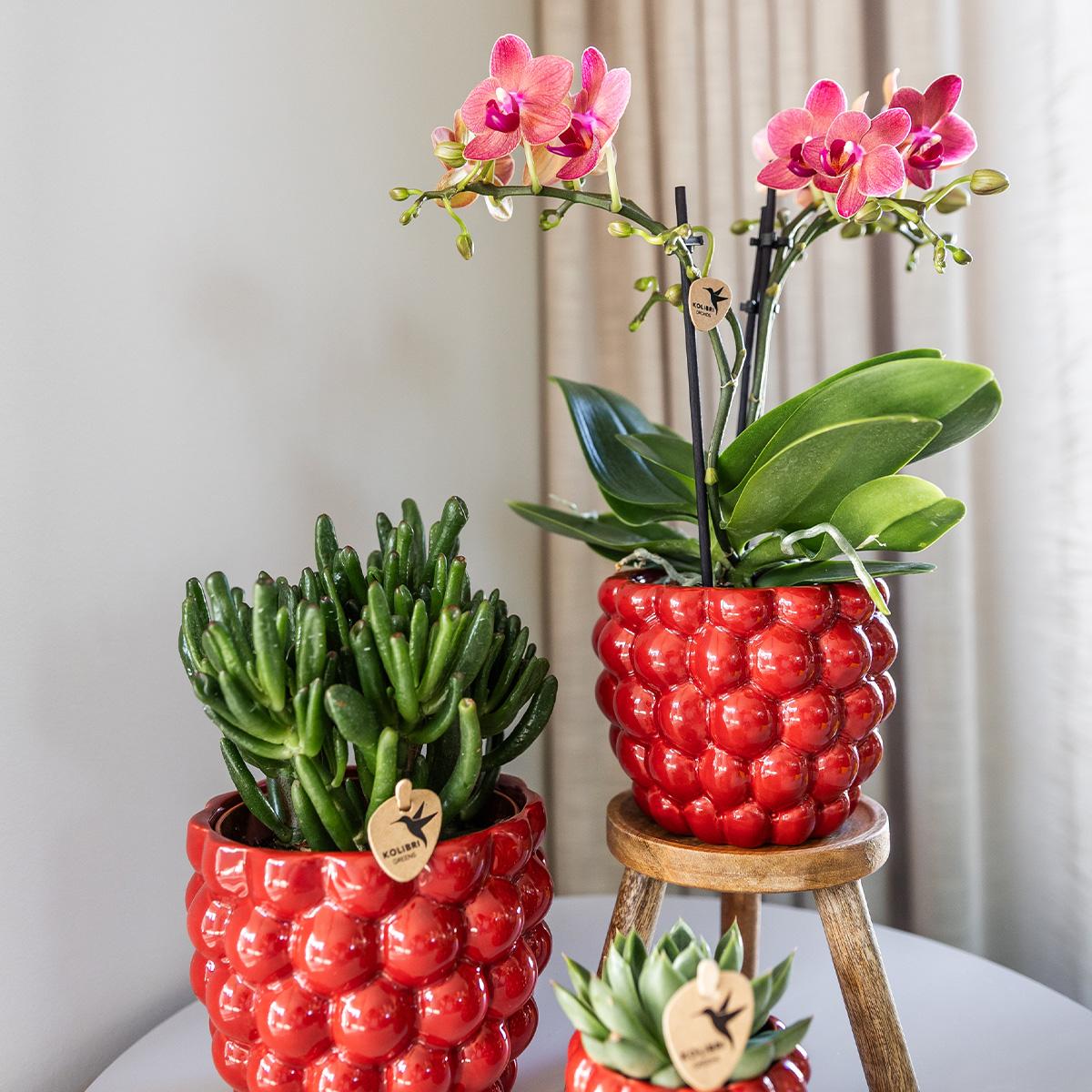 Berry Blumentopf Rot Ø12cm – Großer Keramik-Ziertopf mit Beerenstruktur | Pflanzfix24.de - Pflanzfix24.de