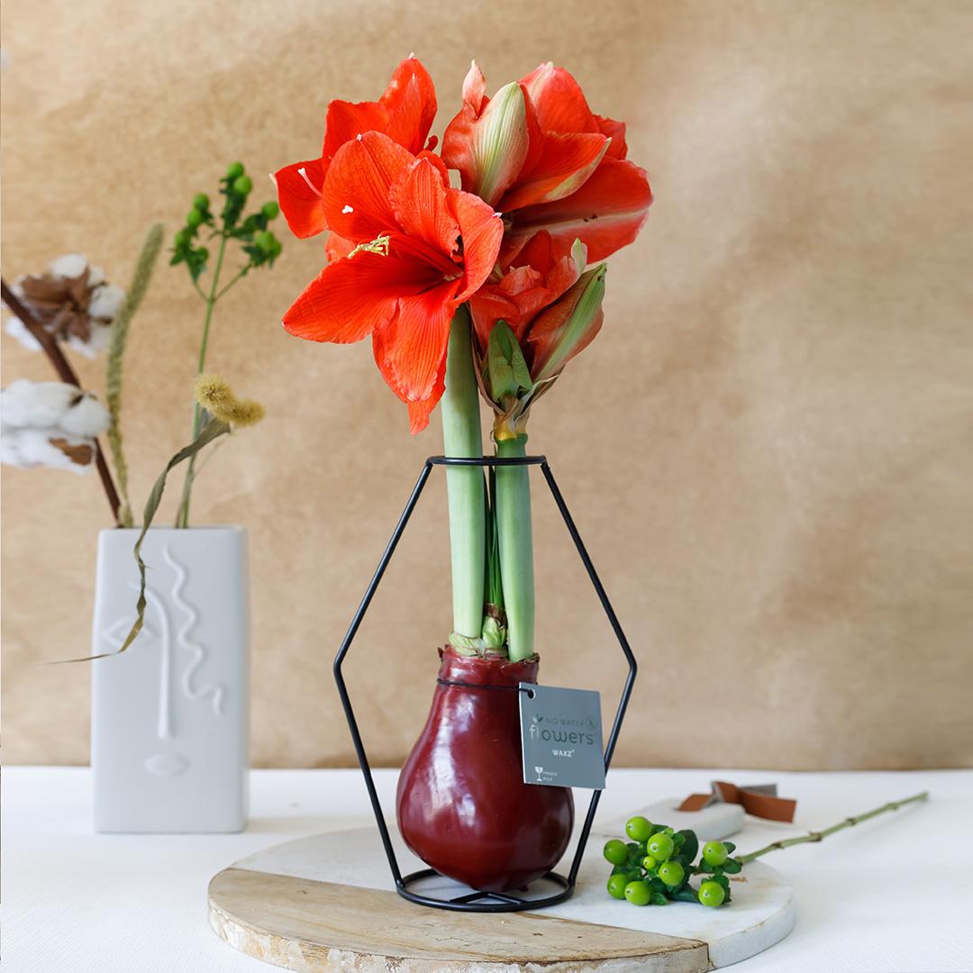 No Water Flowers® (wax amaryllis) | Formz Modern Mix (2 pack) + Red flower - Pflanzfix24