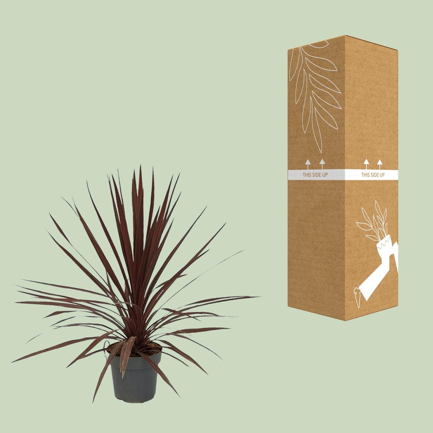 Cordyline Australis Red Star - Ø20cm - ↕80cm - Pflanzfix24