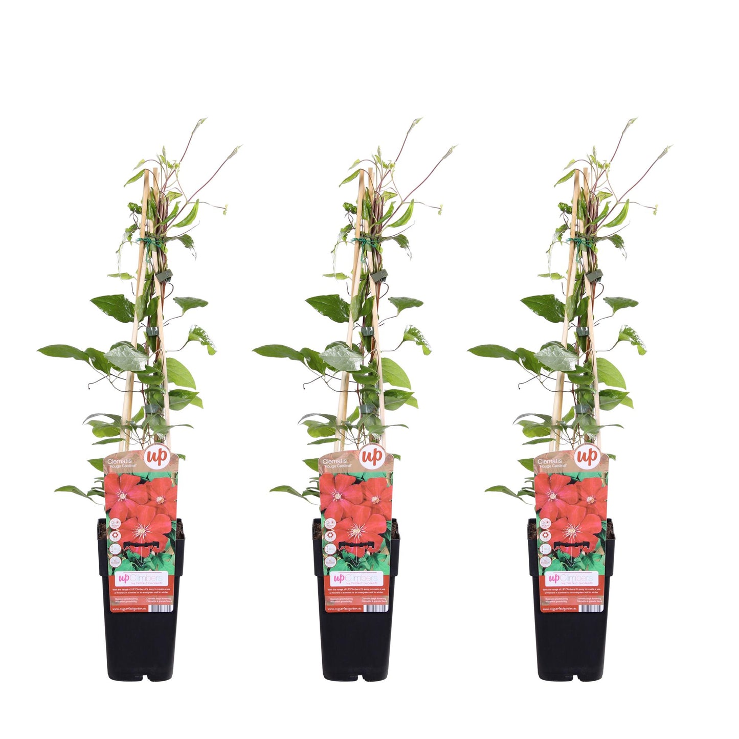 3x - Clematis Rouge Cardinal - ↨65cm - Ø15 - Pflanzfix24.de - Pflanzfix24.de