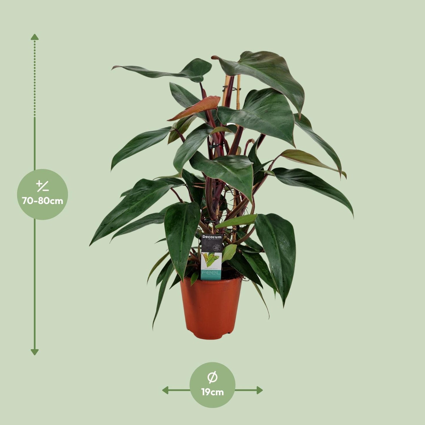 Philodendron New Red Pyramide - Ø19cm - ↕75cm bei Pflanzfix24