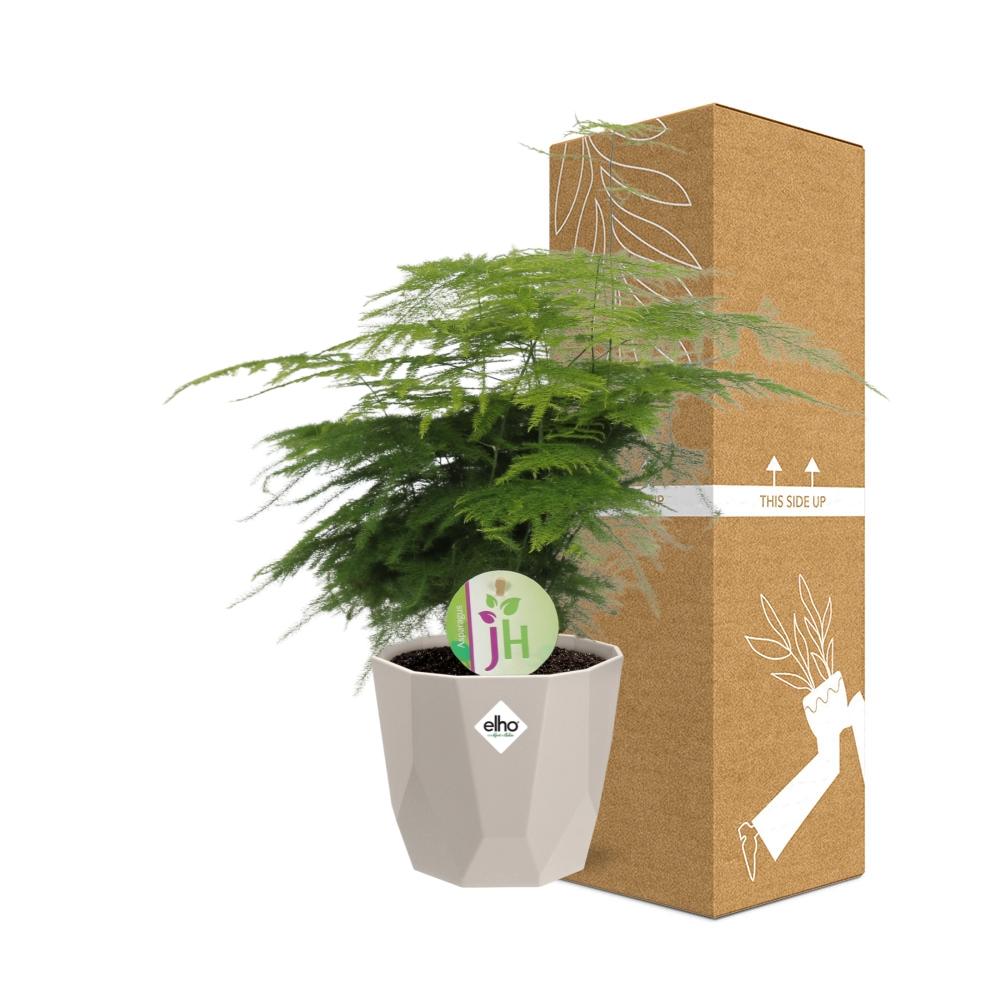 Asparagus ‘Plumosus’ in ELHO b.for rock 14 cm warm grey - Pflanzfix24