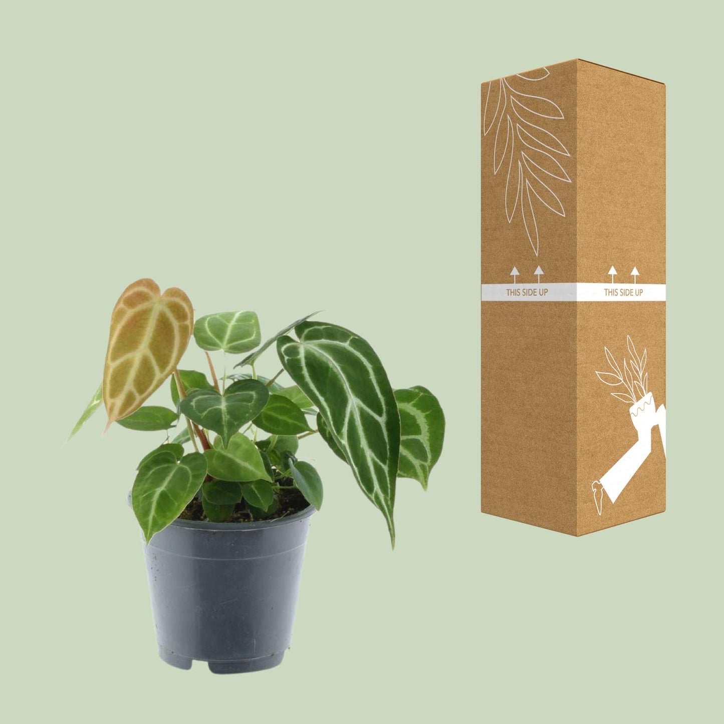 Anthurium Chrystallinum P12 - Ø12cm - ↕35cm bei Pflanzfix24