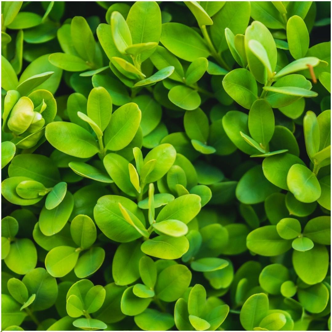 pflanzfix24 - 1 Meter Buxus Sempervirens Haag - Set von 6 Winterharten Heckenpflanzen