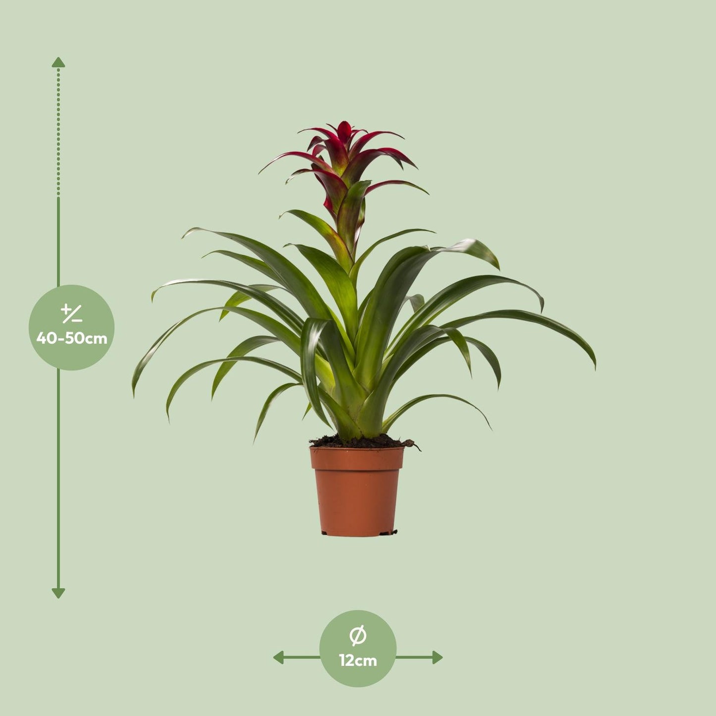 Guzmania Nextara - Ø12 ↕50 bei Pflanzfix24