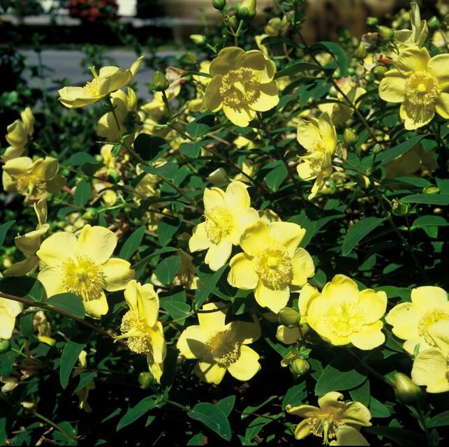 12x Hypericum ‘Hidcote’ Ø9cm | Johanniskraut gelbblühend | Pflanzfix24.de - Pflanzfix24.de