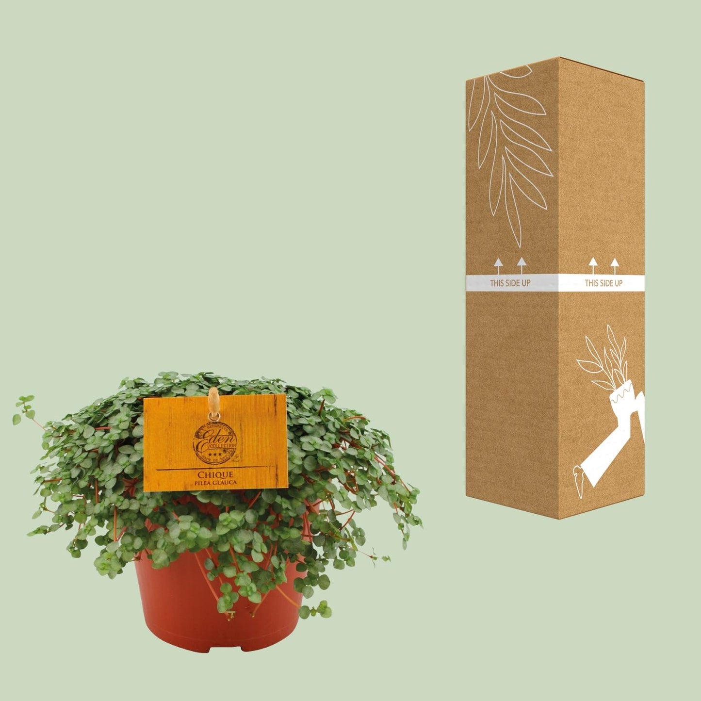 Pilea Glauca - Ø12cm - ↕20cm - Pflanzfix24