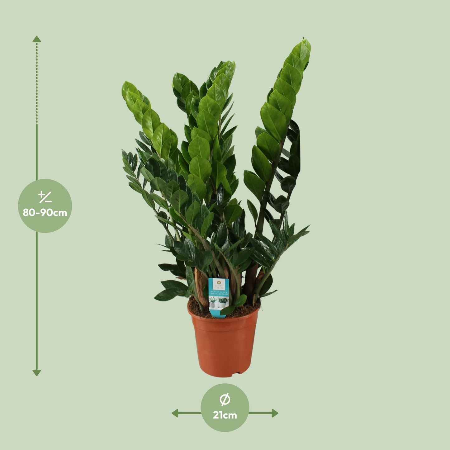 Zamioculcas Pflanze Ø21cm – Hoch & Pflegeleicht | Pflanzfix24.de - Pflanzfix24.de