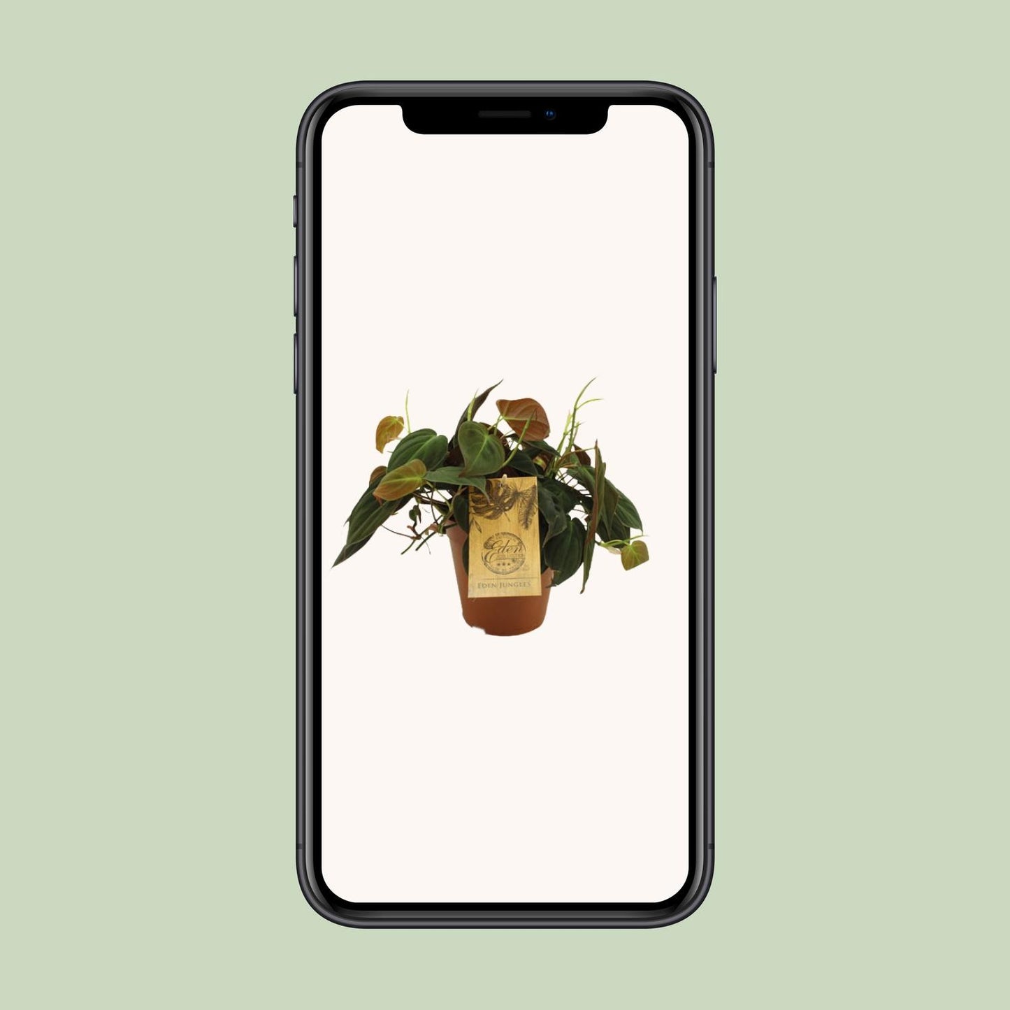 Philodendron Micans - Ø15cm - ↕40cm bei Pflanzfix24