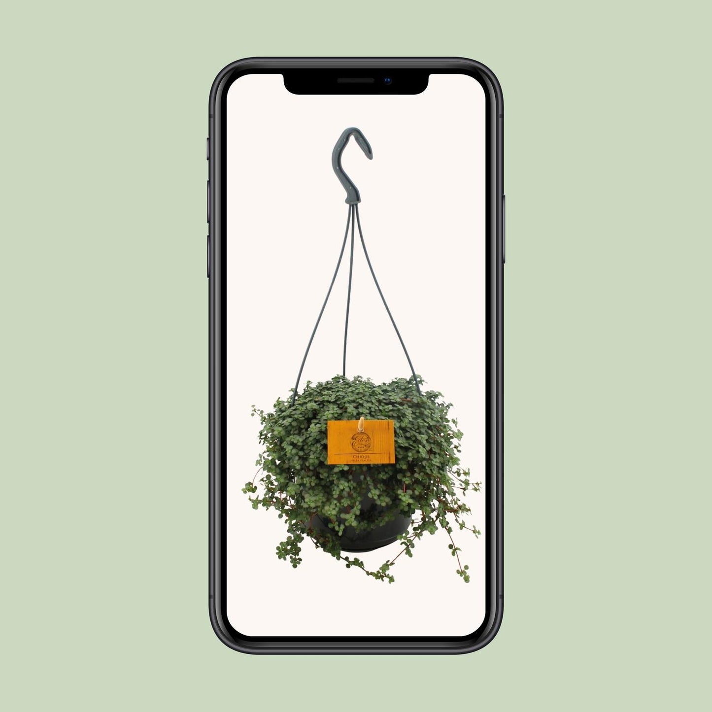 Pilea Glauca 15cm HP - Ø15cm - ↕25cm bei Pflanzfix24