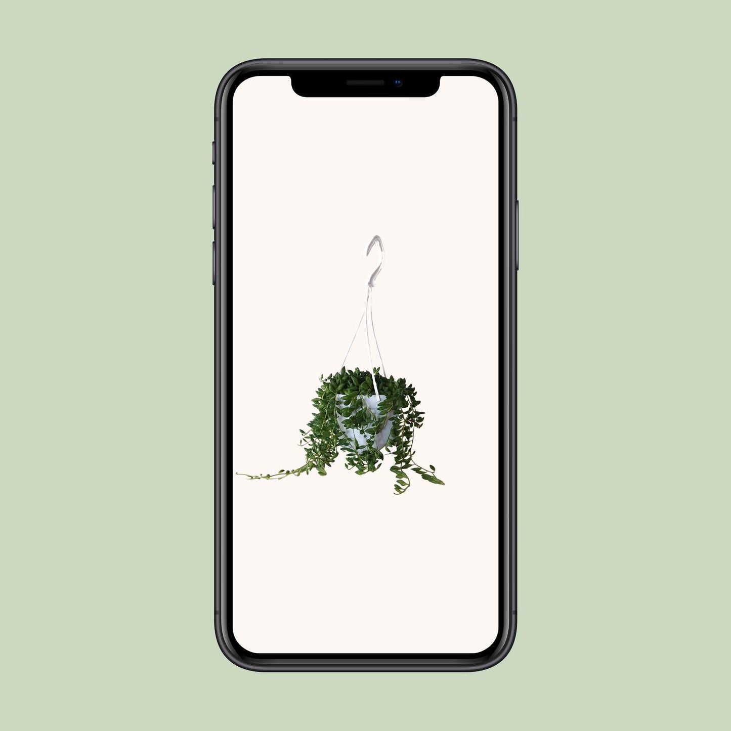 Senecio Herreianus - Ø11cm - ↕25cm bei Pflanzfix24