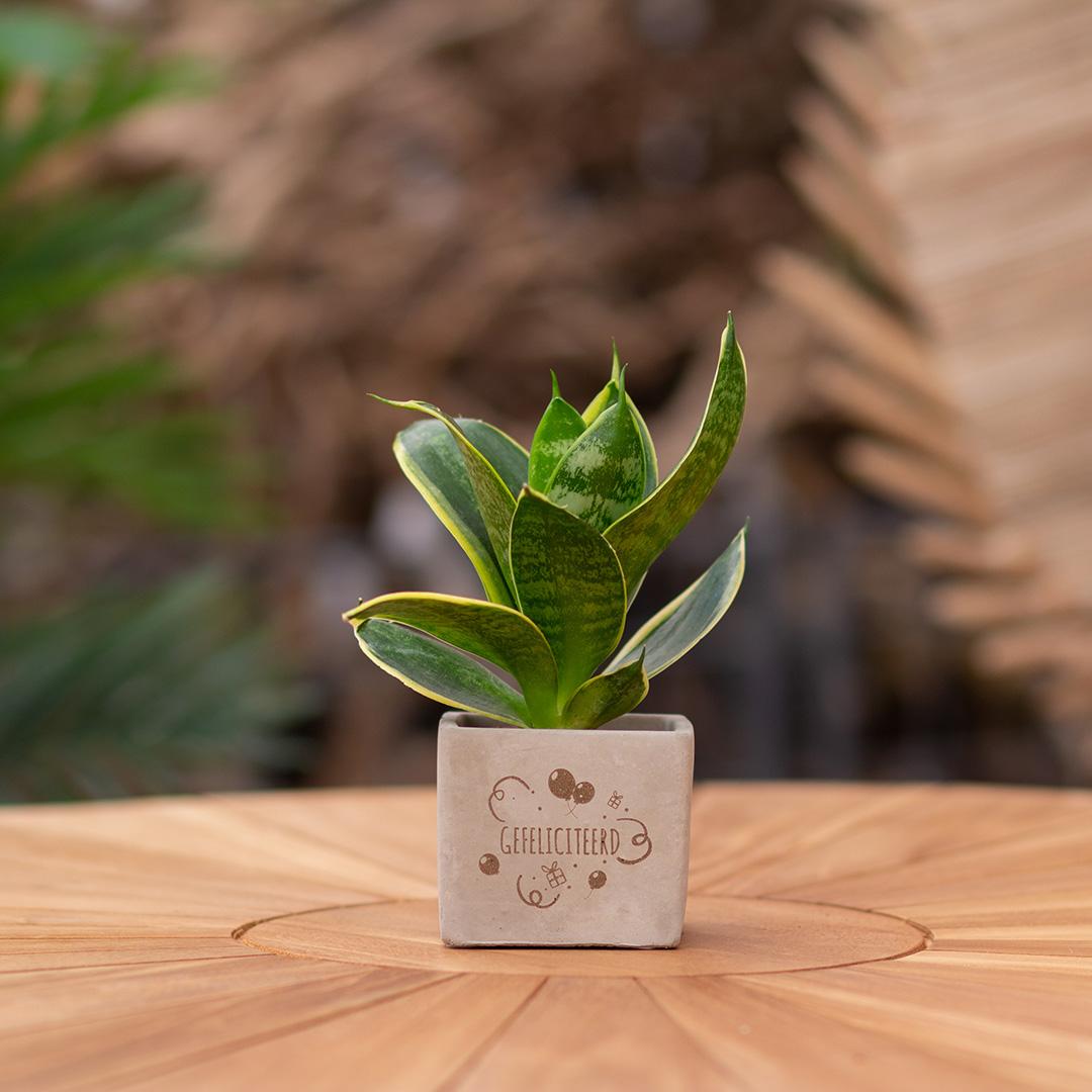 Congreet plantpots + Sansevieria | Gefeliciteerd - Pflanzfix24.de - Pflanzfix24.de