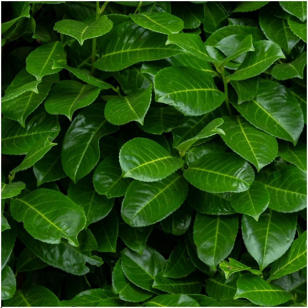 Pflanzfix24 - 1m Kirschlorbeer Hecke - Prunus laurocerasus 'Rotundifolia'