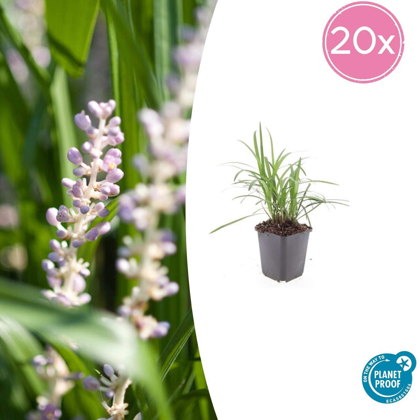 20x Liriope muscari 'Monroe White' - Pflanzfix24.de - Pflanzfix24.de