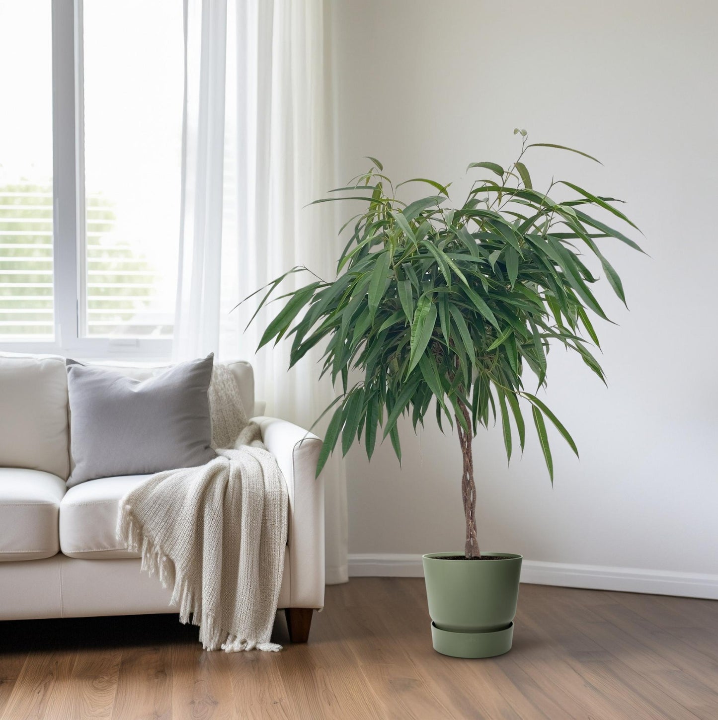 Ficus Mahori / Alii Gevlochten - Ø27cm - ↕110cm von Pflanzfix24