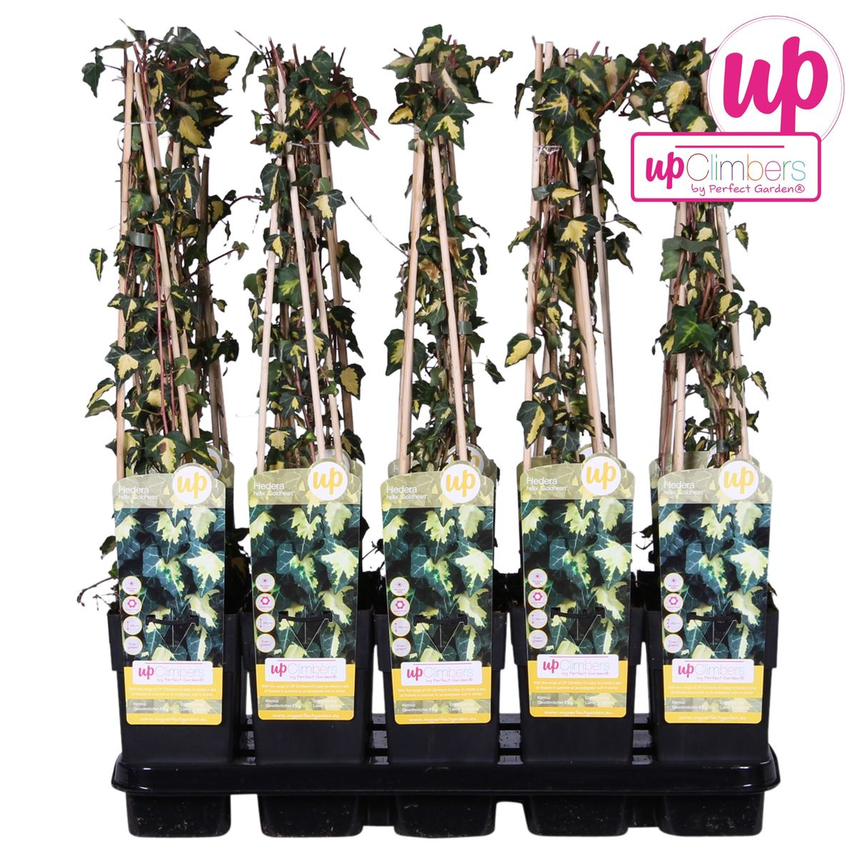 Hedera helix 'Goldheart' - Ø15cm - ↕65cm bei Pflanzfix24.de - Pflanzfix24.de