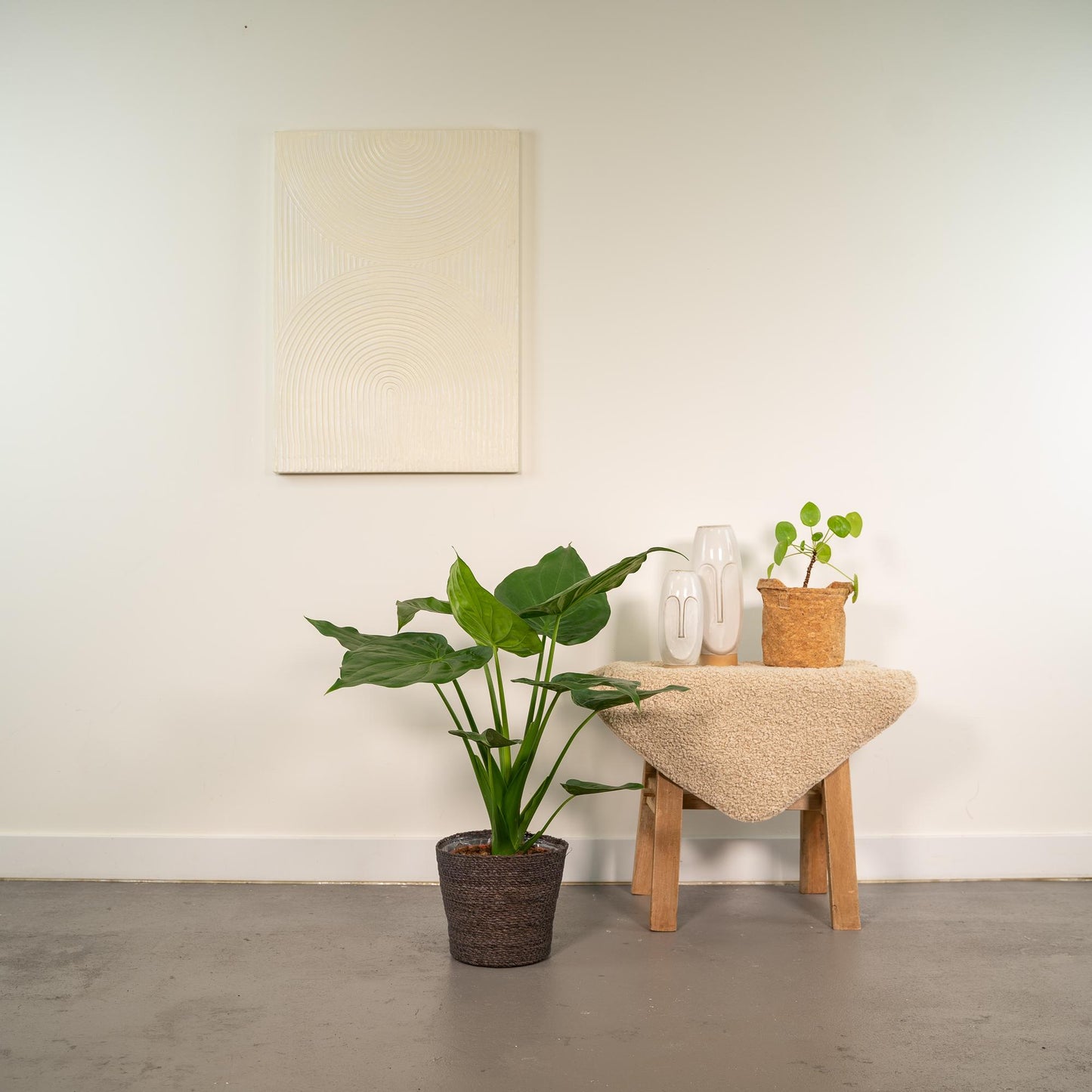 Alocasia Cucullata - Ø19cm - ↕65cm + Korb Igmar von Pflanzfix24