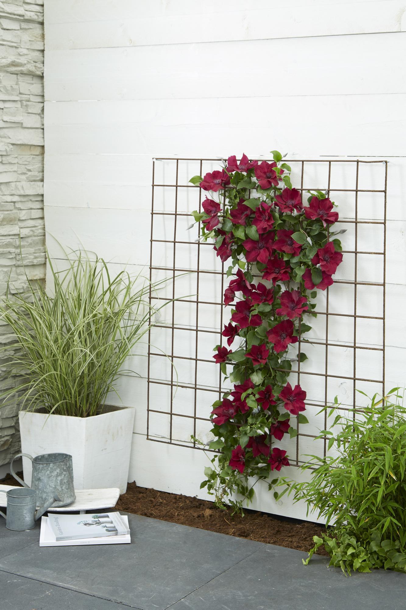 Clematis Nubia - Clematis Evison Rot - Ø15cm - ↕65cm - Pflanzfix24.de - Pflanzfix24.de