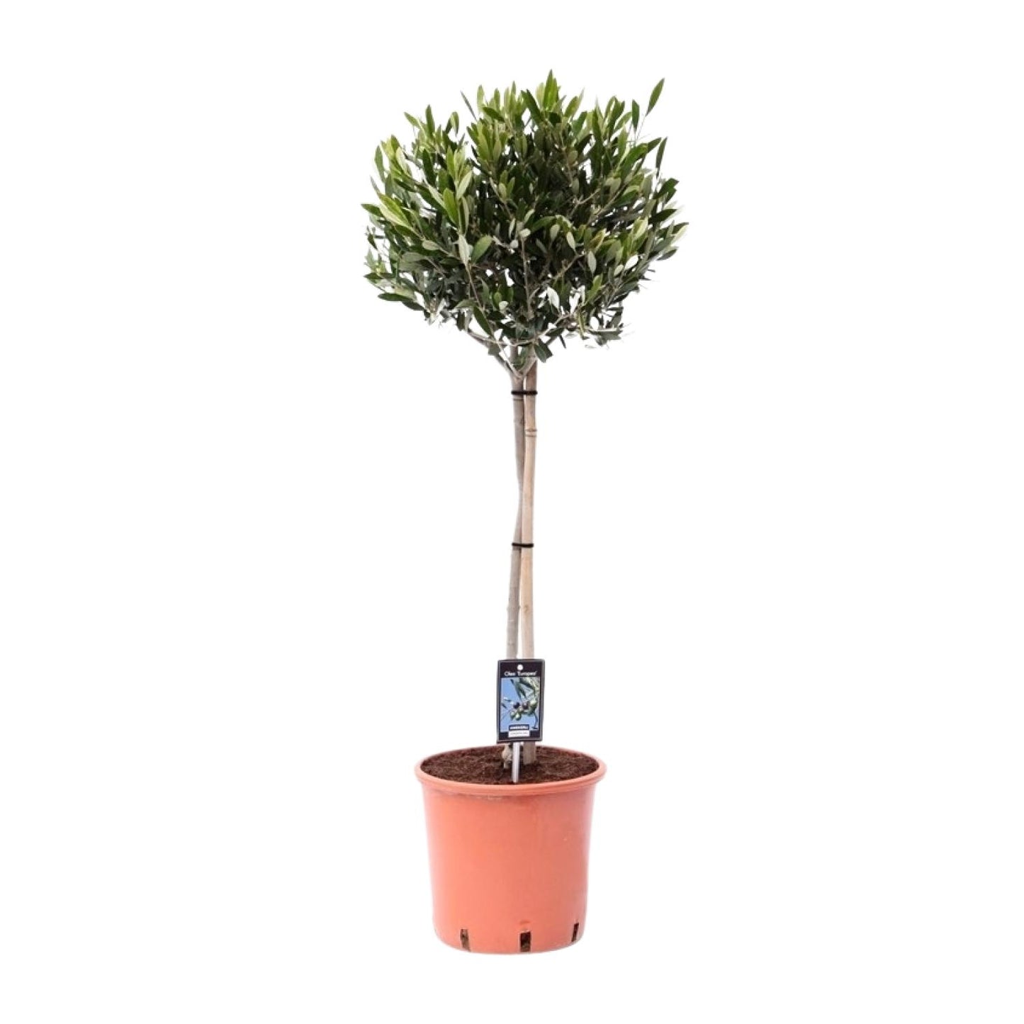 Olivenbaum Olea Olijf Ø22cm – 100cm hoch | Pflanzfix24.de - Pflanzfix24.de