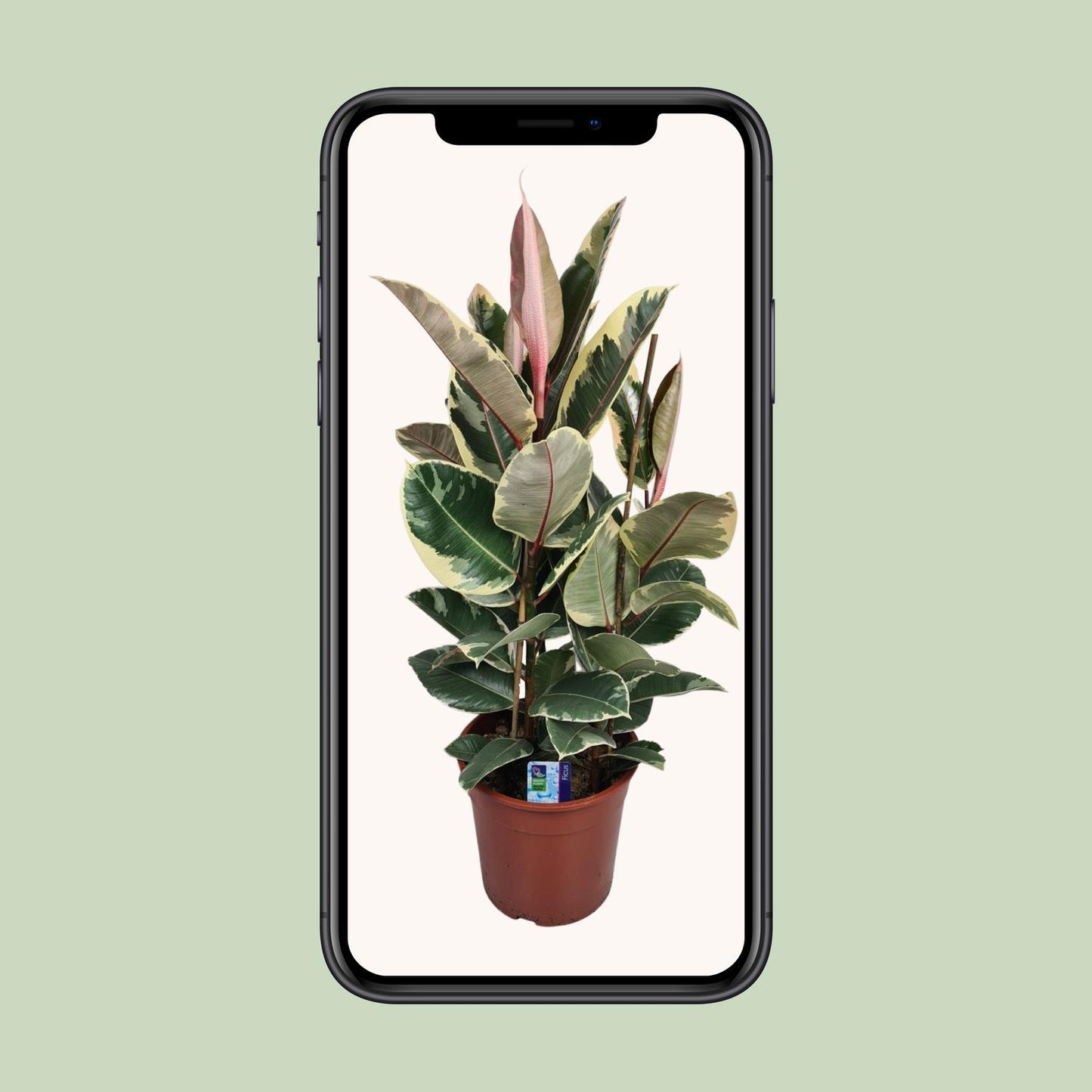 Ficus Elastica Tineke - Ø27cm - ↕85cm bei Pflanzfix24